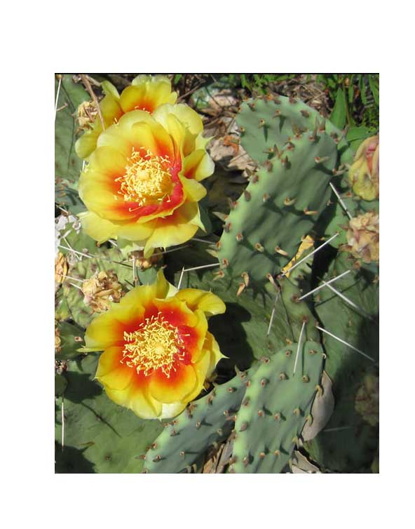 Eastern Prickly Pear - Optunia humifusa